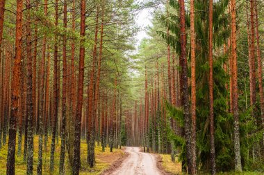 ritim desenli ormanda ağaç gövdesi doku duvarı