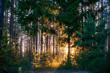 ritim desenli ormanda ağaç gövdesi doku duvarı