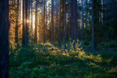 ritim desenli ormanda ağaç gövdesi doku duvarı