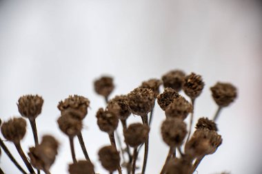 Kuru kış bitkisi dalları ve yaprakları donuk.