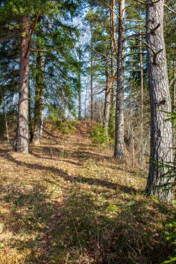 ritim desenli ormanda ağaç gövdesi doku duvarı