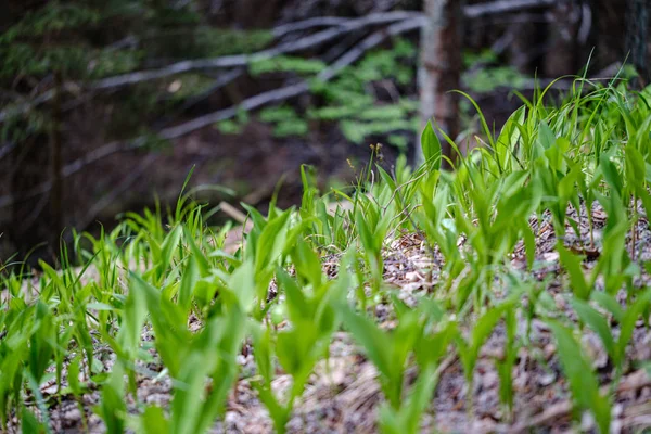 裸の空のグロから咲く草の最初の春の緑の葉 — ストック写真