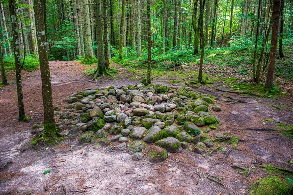 Baumstamm Textur Wand im Wald mit Rhythmus Muster — Stockfoto