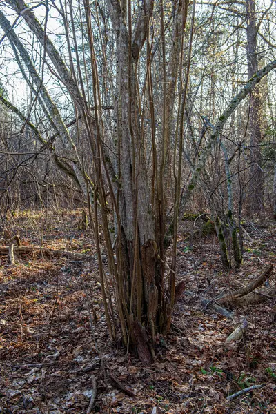 Árvore parede textura tronco na floresta com padrão de ritmo — Fotografia de Stock