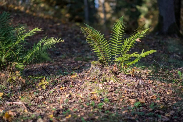 Prime foglie verdi primaverili di erba che sbocciano da gro vuoto nudo — Foto Stock