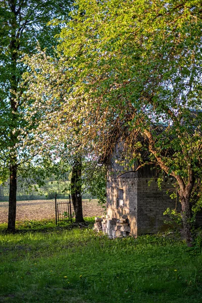 Yeşil çayır ve sera ile güneşli kırsal bahçe — Stok fotoğraf