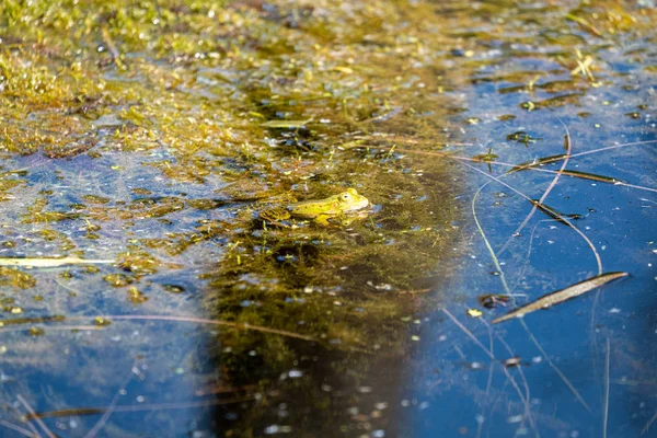 Stehýnka zelená Žabka krmí trávu v příkopu — Stock fotografie