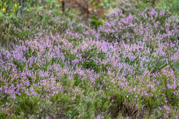 Blühende Heide im grünen Waldmoos im Herbst — Stockfoto