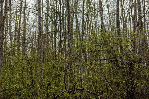 Struttura del tronco d'albero parete nella foresta con pattern ritmico — Foto Stock