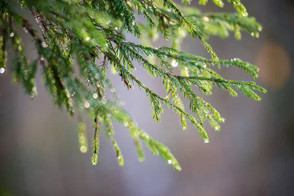 흐림 배경과 자연에서 녹색 젖은 가문비 나무 가지 — 스톡 사진
