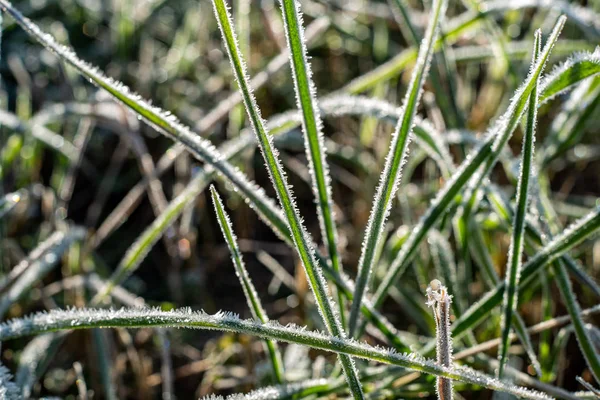 Winter trockene Vegetation Äste und Blätter frostig bedeckt wi — Stockfoto