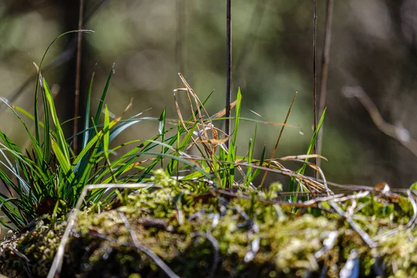 裸の空のグロから咲く草の最初の春の緑の葉 — ストック写真