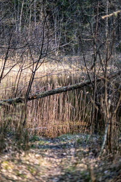 Struttura forestale con parete tronco d'albero in estate verde — Foto Stock