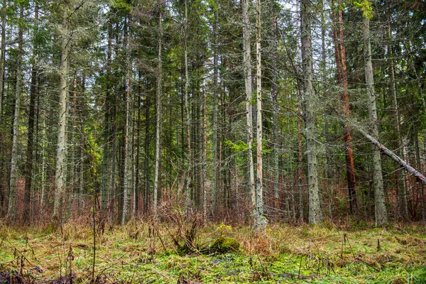 Árvore parede textura tronco na floresta com padrão de ritmo — Fotografia de Stock