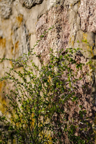 Çıplak boş gro çiçekçim ilk bahar yeşil yaprakları — Stok fotoğraf