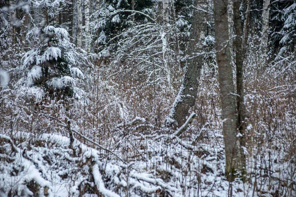 Зимой сухая растительность ветви деревьев и листья замерзшие покрытые wi — стоковое фото