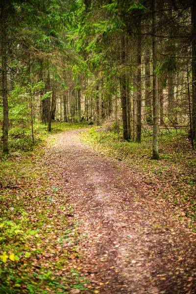 Stěna struktury textury stromu v lese s rytmem — Stock fotografie