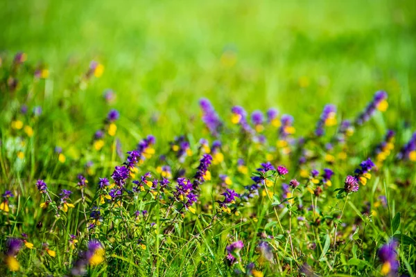 Grünes Grasmuster mit unscharfem Hintergrund. Sommerliche Textur — Stockfoto