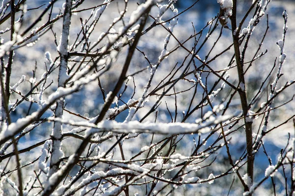 Vinter torr vegetation träd grenar och blad frostiga täckt wi — Stockfoto