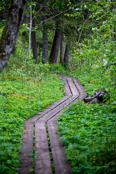 Sol verão caminhadas trilha caminho na floresta para os turistas — Fotografia de Stock