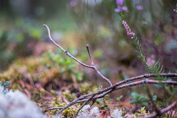 秋に緑の森苔にヘザーを咲かせる — ストック写真