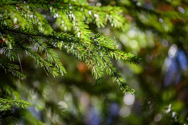 Verde molhado abeto árvore ramos na natureza com fundo borrão — Fotografia de Stock