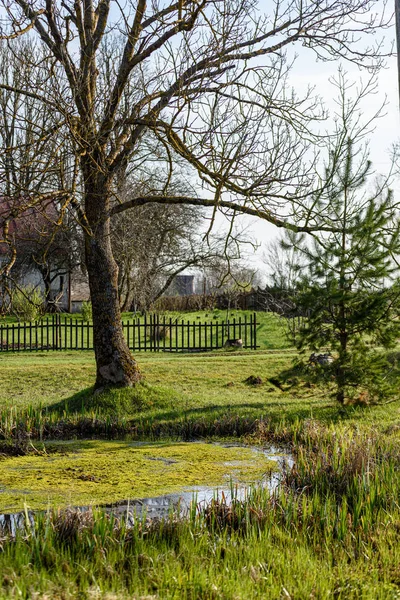 Sonniger Landgarten mit grüner Wiese und Gewächshaus — Stockfoto