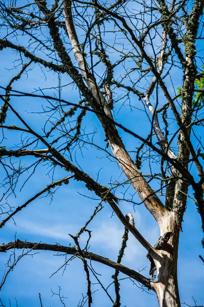 Pared de textura de tronco de árbol en bosque con patrón de ritmo — Foto de Stock