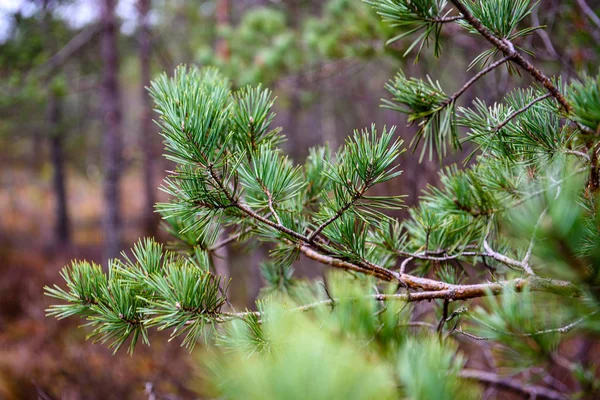 绿色湿云杉树枝在自然与模糊背景 — 图库照片