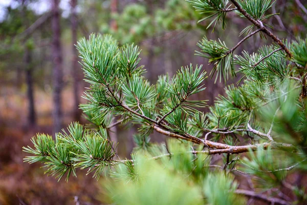 Grön våt granträd grenar i naturen med oskärpa bakgrund — Stockfoto