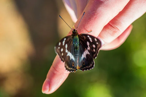 Mariposa descansando en la mano humana en el sol de verano —  Fotos de Stock