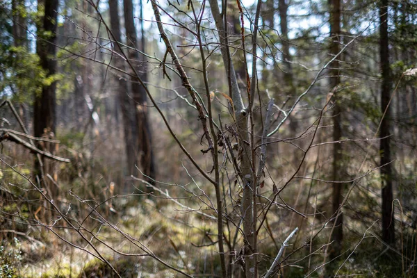 Primo fogliame verde che germoglia da terreno vuoto in primavera — Foto Stock