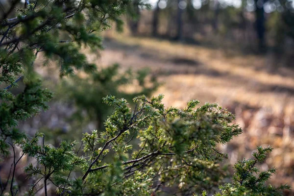 Des branches d'épinette verte humide dans la nature avec un fond flou — Photo