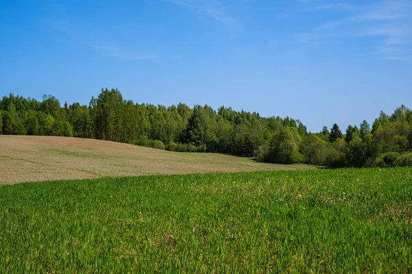 Зелені сільські пейзажі з зеленими луками і деревами влітку — стокове фото