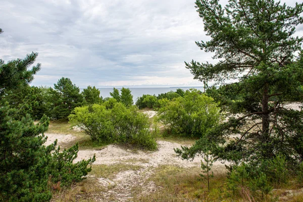 Slunné léto pěší trasa v lese pro turisty — Stock fotografie