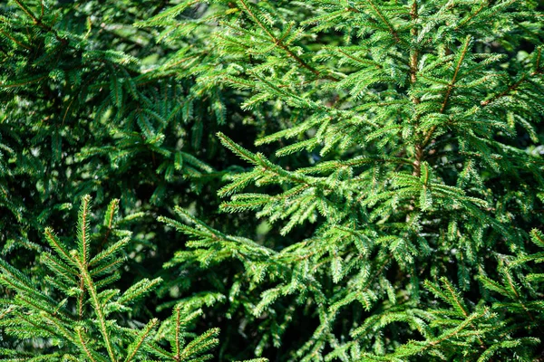 Πράσινη υγρή κλαδιά έλατο δέντρο στη φύση με θόλωμα φόντο — Φωτογραφία Αρχείου