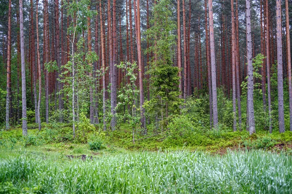 Paisagem rural verde com prados verdes e árvores no verão — Fotografia de Stock