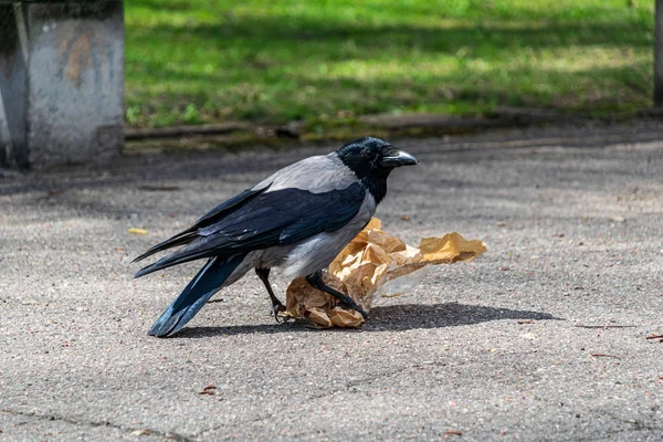 Flock of birds feeding on the ground in spring time in country — Stock Photo, Image