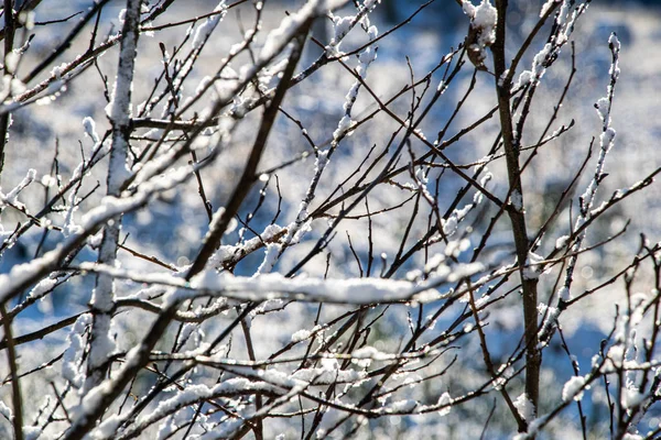 Invierno vegetación seca ramas de árboles y hojas heladas cubierto wi — Foto de Stock