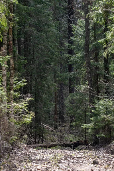 Struttura forestale con parete tronco d'albero in estate verde — Foto Stock