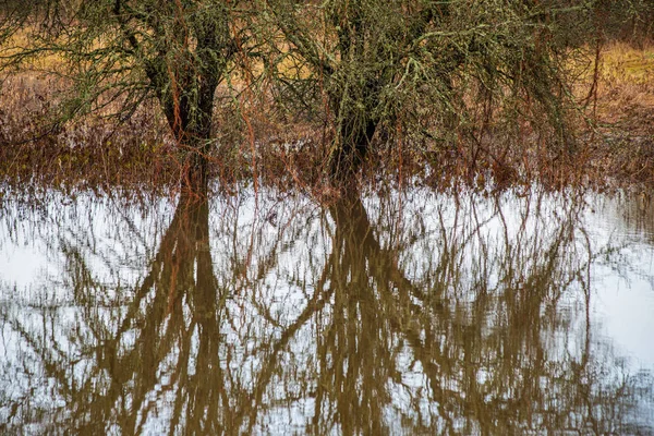 Rivier in de zomer groene oevers met boom reflecties in water — Stockfoto