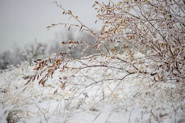 Winter dry vegetation tree branches and leaves frosty covered wi — ストック写真