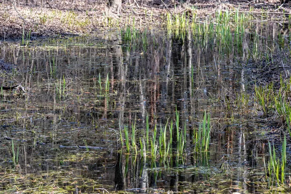 Eerste groene loof ontspruiten van lege grond in het voorjaar — Stockfoto