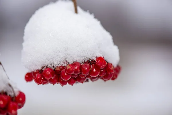 Winter trockene Vegetation Äste und Blätter frostig bedeckt wi — Stockfoto