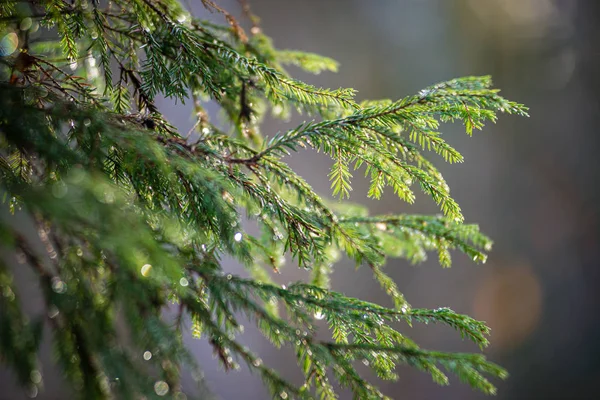 Grön våt granträd grenar i naturen med oskärpa bakgrund — Stockfoto