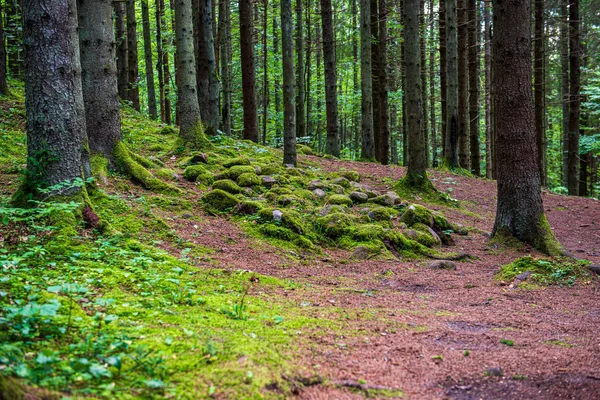 Деревянная стена в лесу с ритмичным рисунком — стоковое фото