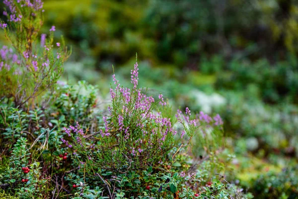 Brezo floreciente en el musgo verde del bosque en otoño — Foto de Stock