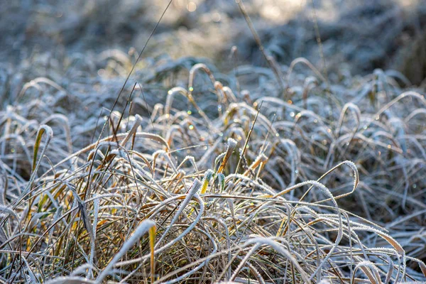 Winter trockene Vegetation Äste und Blätter frostig bedeckt wi — Stockfoto