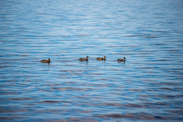 Vatten struktur med reflektioner och stenar på botten av strömmen — Stockfoto