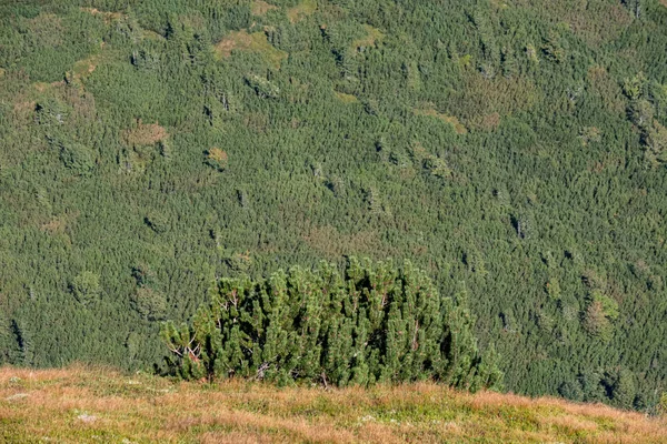 forest texture with tree trunk wall in green summer